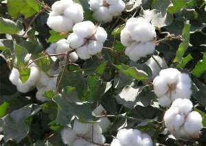 棉花种植技术之现蕾期管理技术
