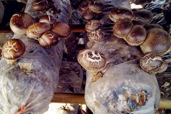 反季节香菇种植防畸形