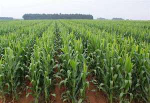 夏季种植玉米怎么用化学除草？