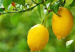 柠檬种植的丰产栽培