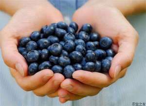 北高丛蓝莓的品种特点和种植范围