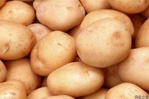 家庭储存土豆的方法