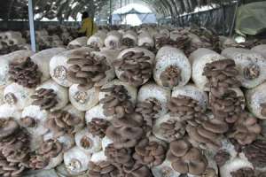 栽培平菇有哪些方法可以增产？