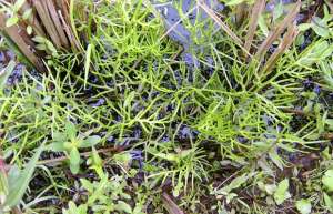 湖南发现国家二级重点保护植物“水蕨”