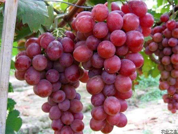 新鲜葡萄的保存方法