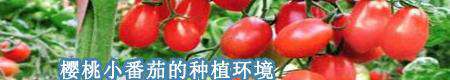樱桃番茄种植：圣女果怎么样种植能高产？
