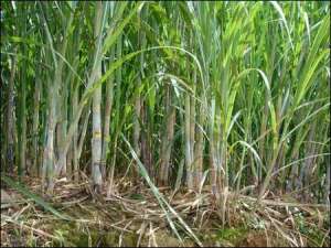 夏季甘蔗伸长期的田管技术