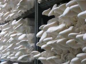 怎么种出高品质白灵菇？