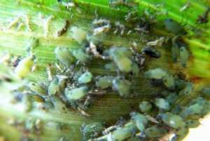 如何防治高粱蚜虫