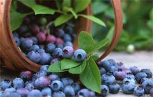 蓝莓的特性及品种群划分