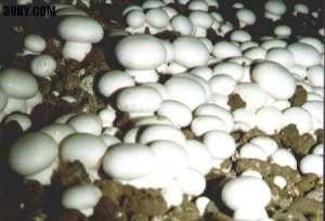 蘑菇种植后应如何追肥？