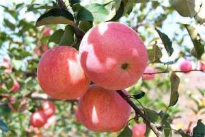 苹果低产园施肥方法
