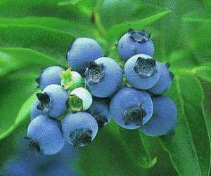 蓝莓的生长、开花和结实习性是怎么样的？