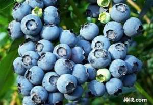 蓝莓适合种植在怎么样的地方？