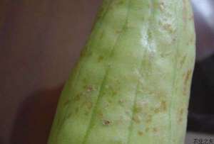 品贮藏病害：白兰瓜与哈密瓜黑斑病果