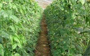 大棚种植长豆角农药用量减四成
