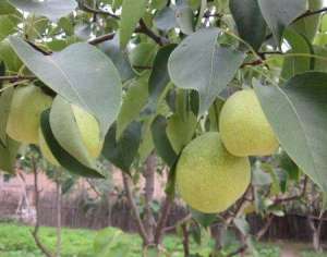 梨树种植：有什么方法能让梨增大增产？