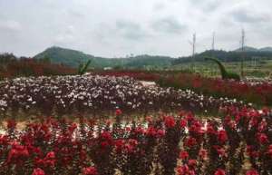 临武县：紫薇产业带动乡村旅游发展