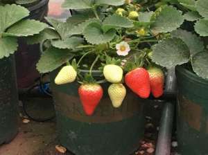 甜查理草莓栽培技术