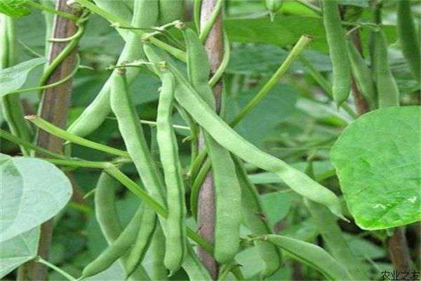秋植四季豆种植技术