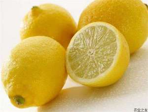柠檬的涂膜保鲜法