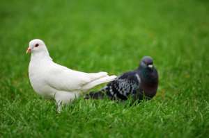 鸽子繁殖方法和注意事项