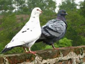 鸽子常见疾病和防治方法有哪些？