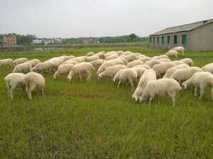 湖羊养殖可以投保了  浙江湖州两个试点先行_养殖方法