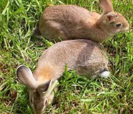 春季兔子养殖5大要点