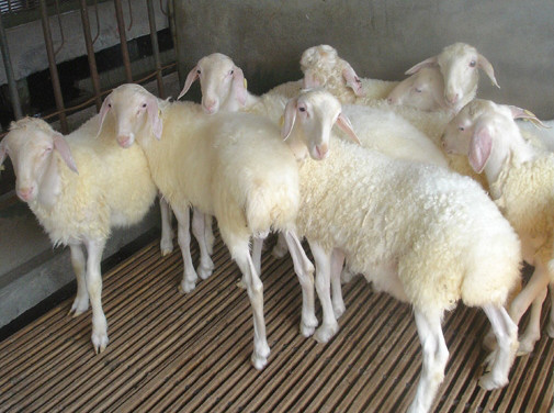 配种期湖羊公羊的饲养管理