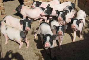 香猪养殖场址的选择与布局_养殖方法