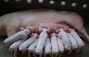 母猪不孕的原因及解决方法_养殖方法