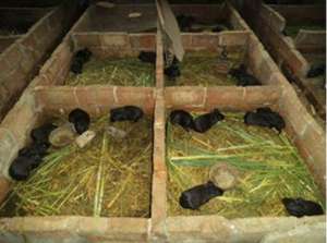 黑豚养殖场地的准备_养殖方法