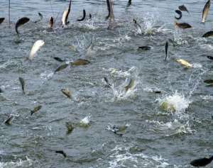 淡水鱼养殖：水环境因子对其的影响_养殖方法