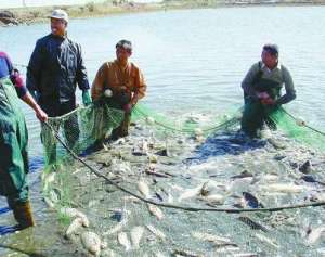 五月份常规淡水鱼养殖管理要把握三方面措施_养殖方法