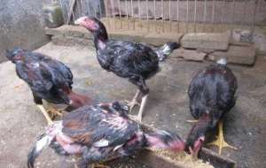 冬季来了饲养斗鸡预防措施主要几点_养殖方法
