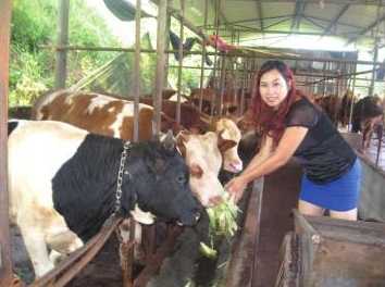美女老板转型当“牛倌” 生态养殖肉牛年赚30万