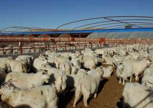 肉羊养殖仍是未来农村养殖市场的主要方向_养殖方法