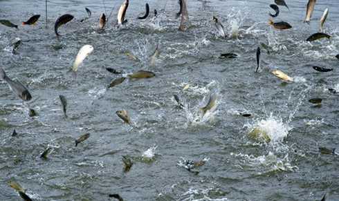淡水鱼养殖对水质的要求