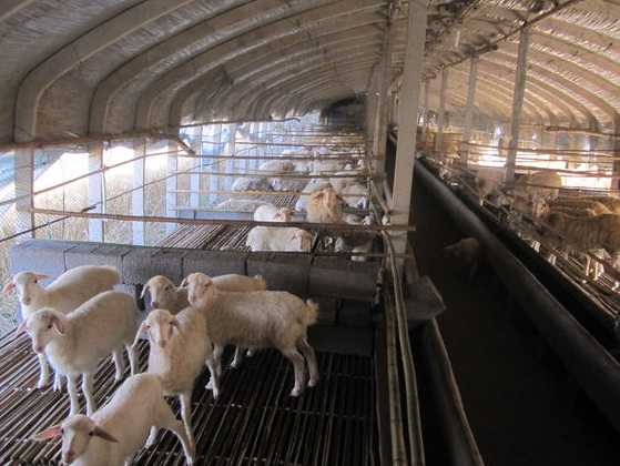 吕梁市湖羊示范养殖宣告全部获得成功
