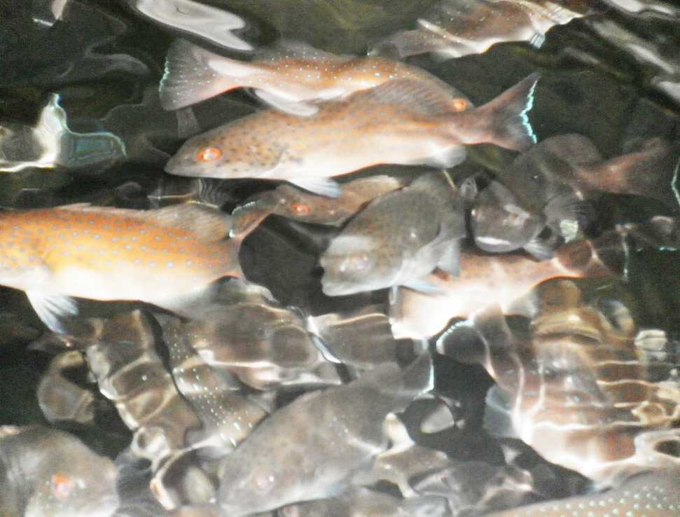 青岛育出肥美澳洲石斑鱼 养殖池水可以喝