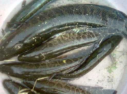 鱼稻共生净化水质 黑鱼养殖也可以是低污染产业