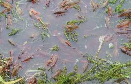 龙虾养殖技术之淡水龙虾的池塘养殖方法