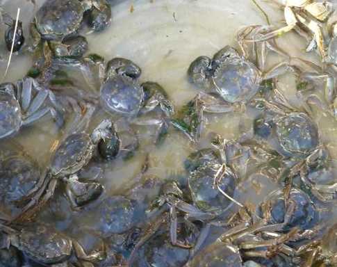 总结经验提高大闸蟹养殖效益