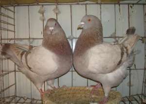 肉鸽的繁殖周期_养殖方法