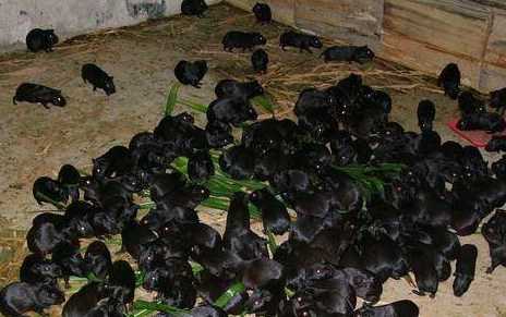 黑豚鼠繁殖方法