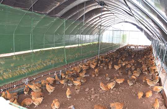 土鸡生态养殖技术--保障育雏的环境温度与湿度