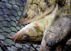 网箱养殖鳜鱼技术的三个步骤_养殖方法