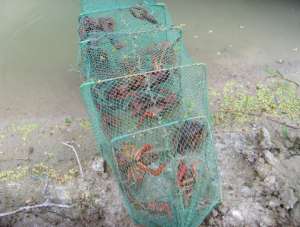 淡水小龙虾养殖的水质环境要求_养殖方法