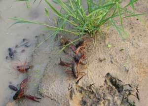 淡水小龙虾苗种繁育池塘选择_养殖方法